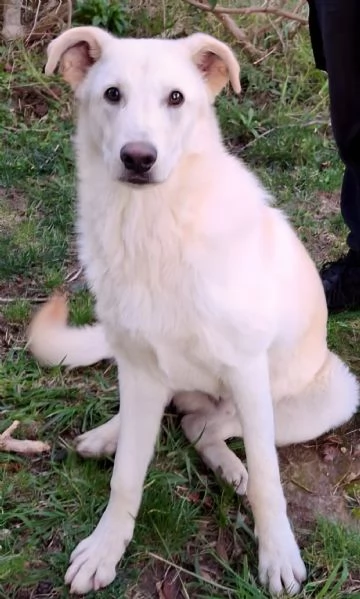 SID cucciolone di 7 mesi super intelligente cerca casa | Foto 5