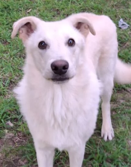 SID cucciolone di 7 mesi super intelligente cerca casa | Foto 4