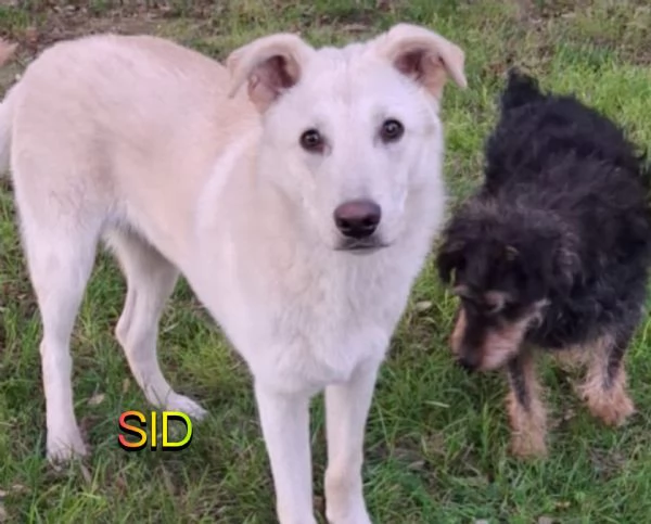 SID cucciolone di 7 mesi super intelligente cerca casa | Foto 2