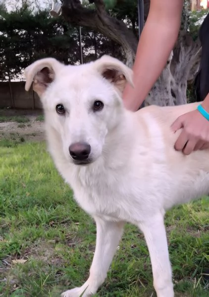 SID cucciolone di 7 mesi super intelligente cerca casa | Foto 1