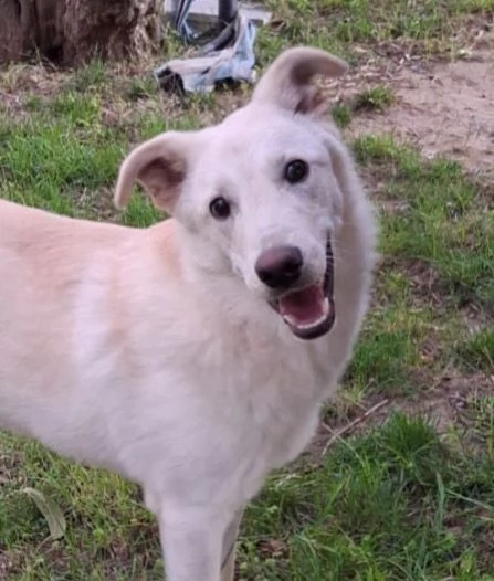 SID cucciolone di 7 mesi super intelligente cerca casa | Foto 0