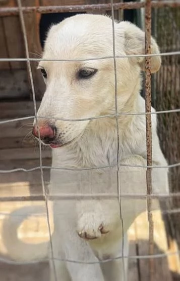 Zoomy cucciola di 8 mesi tg medio piccola cerca casa  | Foto 5