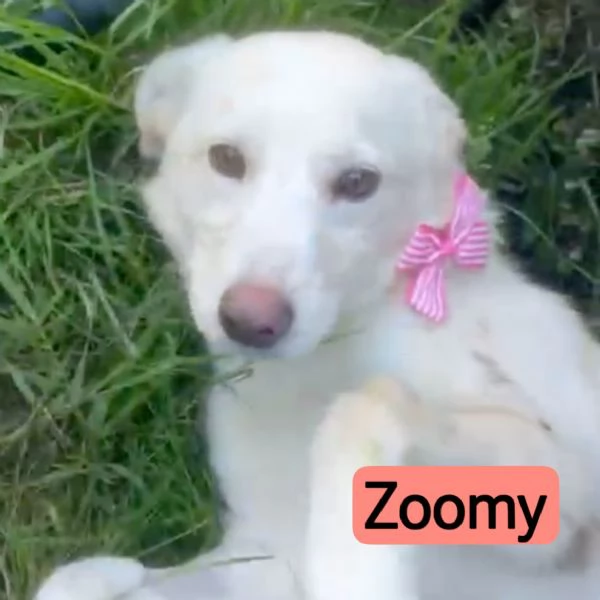 Zoomy cucciola di 8 mesi tg medio piccola cerca casa  | Foto 4