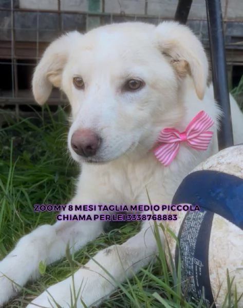 Zoomy cucciola di 8 mesi tg medio piccola cerca casa  | Foto 3