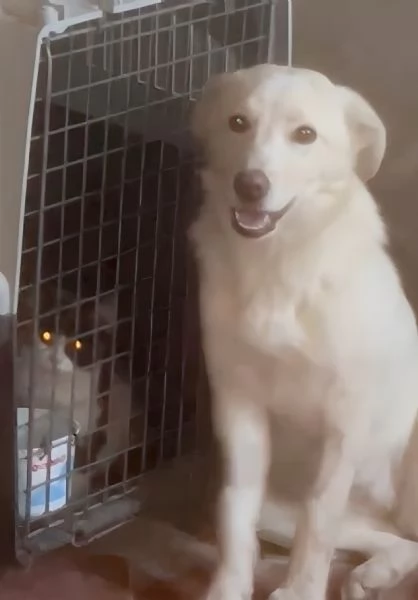 Zoomy cucciola di 8 mesi tg medio piccola cerca casa  | Foto 2