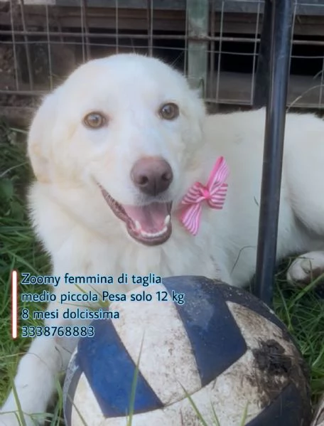 Zoomy cucciola di 8 mesi tg medio piccola cerca casa 