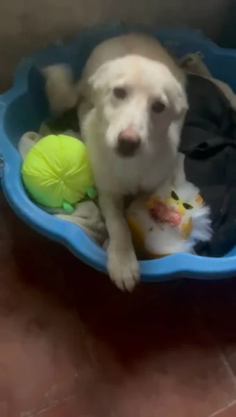 Zoomy cucciola di 8 mesi tg medio piccola cerca casa  | Foto 1