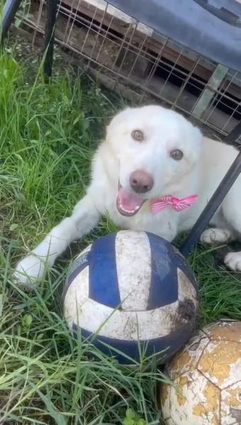 Zoomy cucciola di 8 mesi tg medio piccola cerca casa  | Foto 0