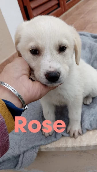 Cuccioli di 2 mesi cercano adozione  | Foto 5