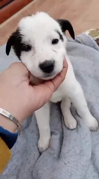 Cuccioli di 2 mesi cercano adozione  | Foto 3