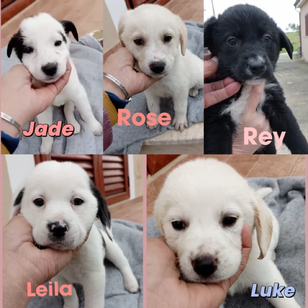 Cuccioli di 2 mesi cercano adozione 