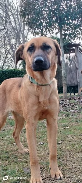 Moira splendida cucciolona di 6 mesi cerca casa egrave una taglia medio contenuta  | Foto 6