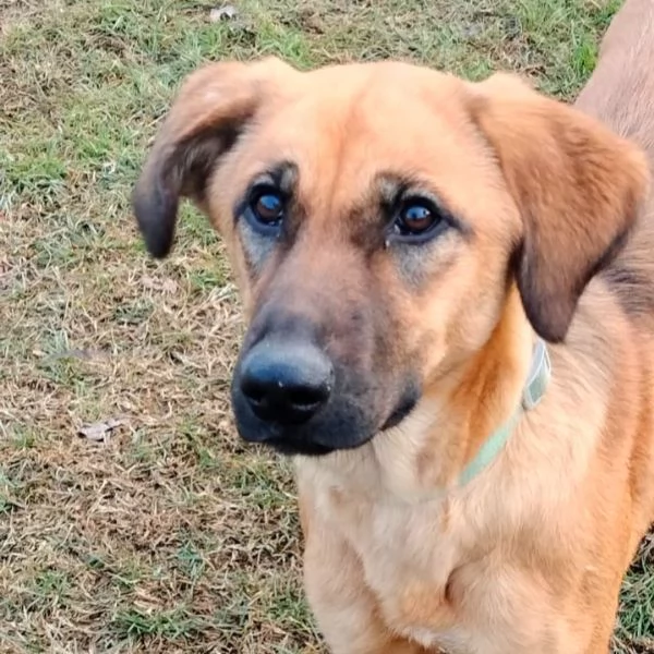 Moira splendida cucciolona di 6 mesi cerca casa egrave una taglia medio contenuta  | Foto 4