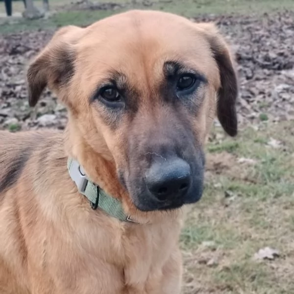 Moira splendida cucciolona di 6 mesi cerca casa egrave una taglia medio contenuta  | Foto 3