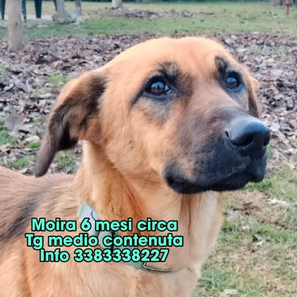 Moira splendida cucciolona di 6 mesi cerca casa egrave una taglia medio contenuta  | Foto 2