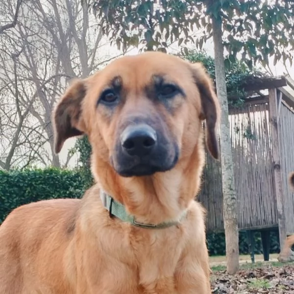 Moira splendida cucciolona di 6 mesi cerca casa egrave una taglia medio contenuta 