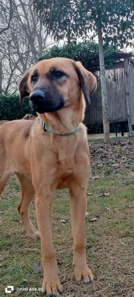 Moira splendida cucciolona di 6 mesi cerca casa egrave una taglia medio contenuta  | Foto 0