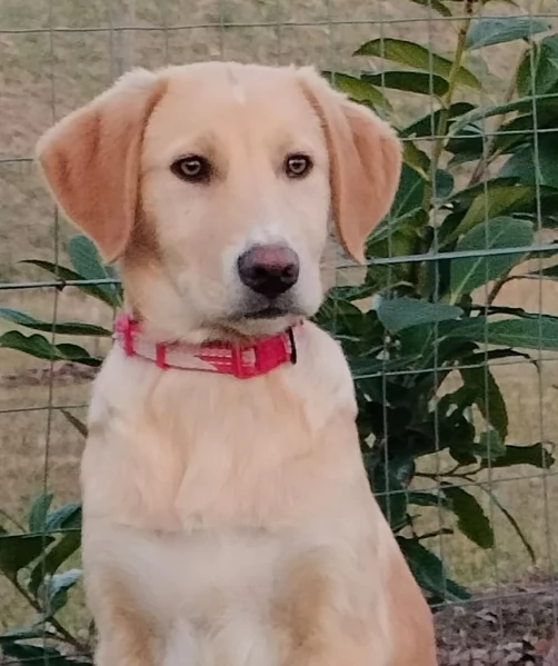 Danny una meraviglia di 4 mesi e mezzo cerca casa | Foto 6