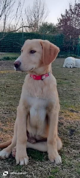 Danny una meraviglia di 4 mesi e mezzo cerca casa | Foto 5