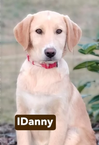 Danny una meraviglia di 4 mesi e mezzo cerca casa | Foto 4