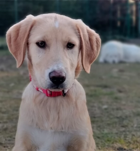 Danny una meraviglia di 4 mesi e mezzo cerca casa