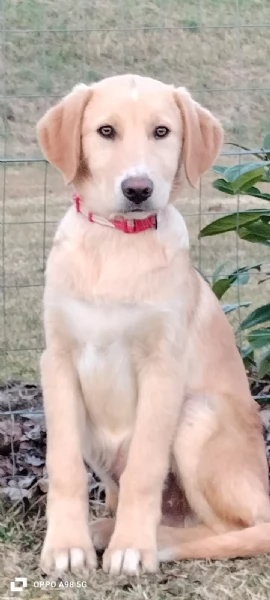 Danny una meraviglia di 4 mesi e mezzo cerca casa | Foto 1