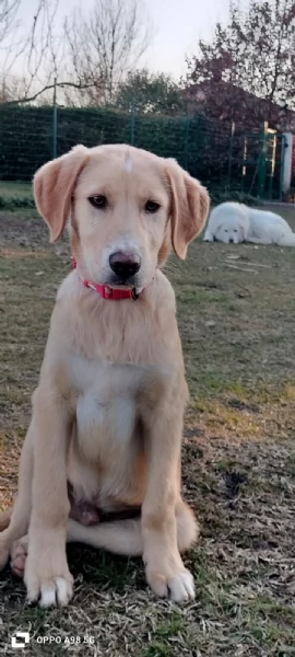 Danny una meraviglia di 4 mesi e mezzo cerca casa | Foto 0