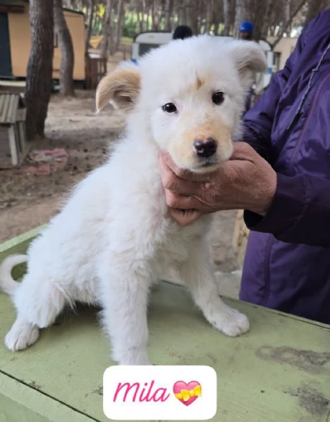 Ken Minugrave Mila 3 cuccioli di 3 mesi in cerca di adozione  | Foto 2