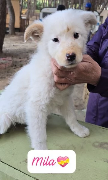Ken Minugrave Mila 3 cuccioli di 3 mesi in cerca di adozione  | Foto 1