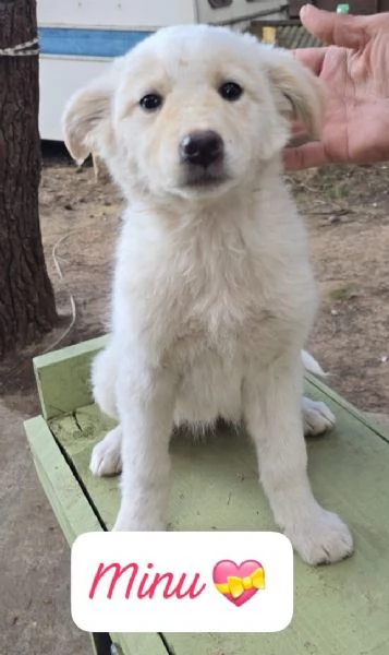Ken Minugrave Mila 3 cuccioli di 3 mesi in cerca di adozione  | Foto 0