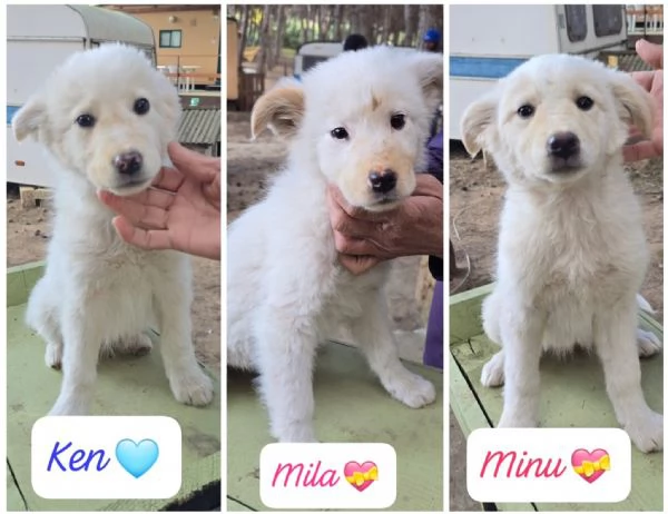 Ken Minugrave Mila 3 cuccioli di 3 mesi in cerca di adozione 