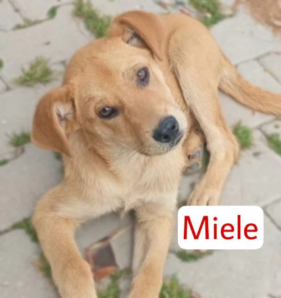 Miele dolcissimo cucciolo di 4 mesi cerca casa 