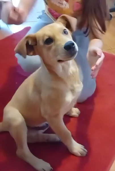 Miele dolcissimo cucciolo di 4 mesi cerca casa  | Foto 4