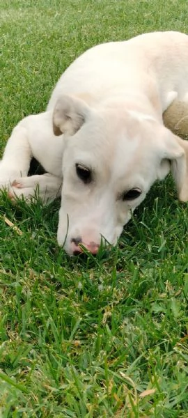 Puffo e Flo cuccioli di 4 mesi visibili a Fidenza Parma cercano casa  | Foto 3