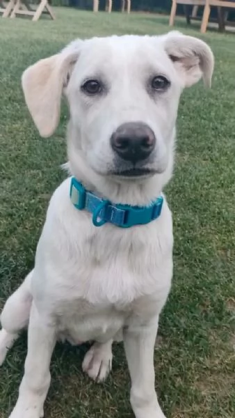 Puffo e Flo cuccioli di 4 mesi visibili a Fidenza Parma cercano casa  | Foto 2