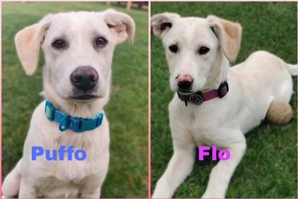 Puffo e Flo cuccioli di 4 mesi visibili a Fidenza Parma cercano casa 