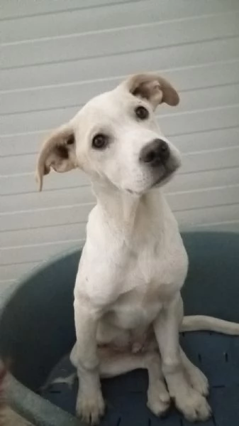 Harlock 4 mesi unico rimasto della cucciolata cerca casa | Foto 5