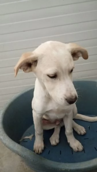 Harlock 4 mesi unico rimasto della cucciolata cerca casa | Foto 4