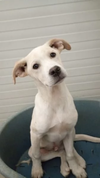 Harlock 4 mesi unico rimasto della cucciolata cerca casa | Foto 3