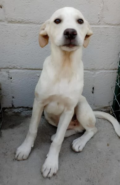 Harlock 4 mesi unico rimasto della cucciolata cerca casa | Foto 2