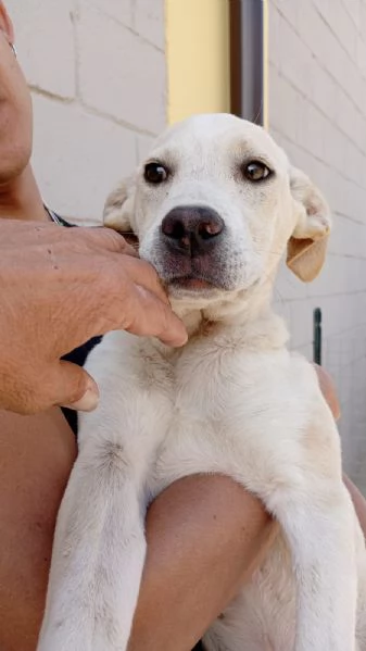Harlock 4 mesi unico rimasto della cucciolata cerca casa | Foto 1