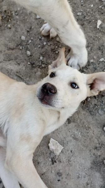 Harlock 4 mesi unico rimasto della cucciolata cerca casa | Foto 0
