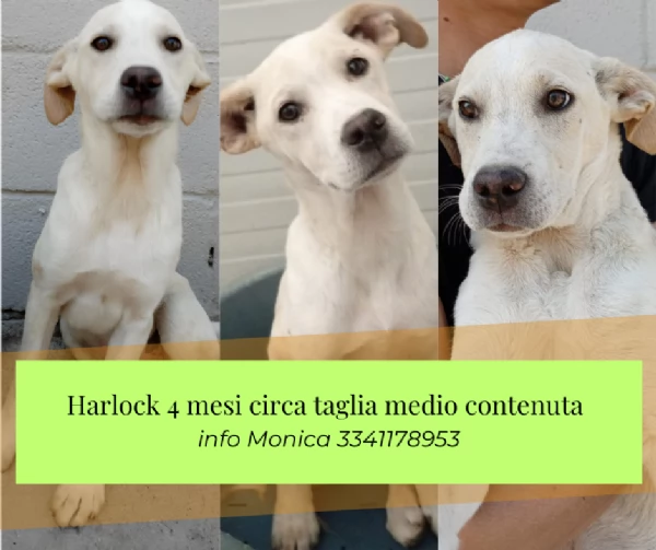 Harlock 4 mesi unico rimasto della cucciolata cerca casa