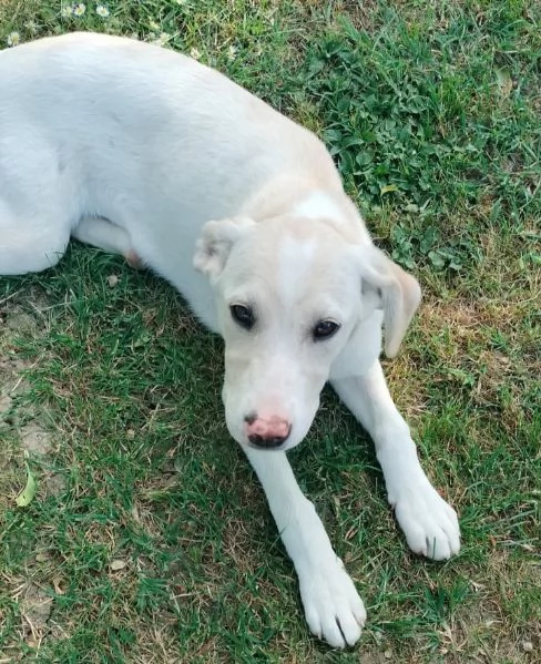 Flo cucciola di 4 mesi e mezzo cerca casa | Foto 0