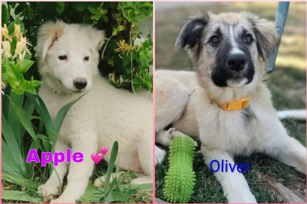Oliver e cuccioli di 4 mesi cercano casa 