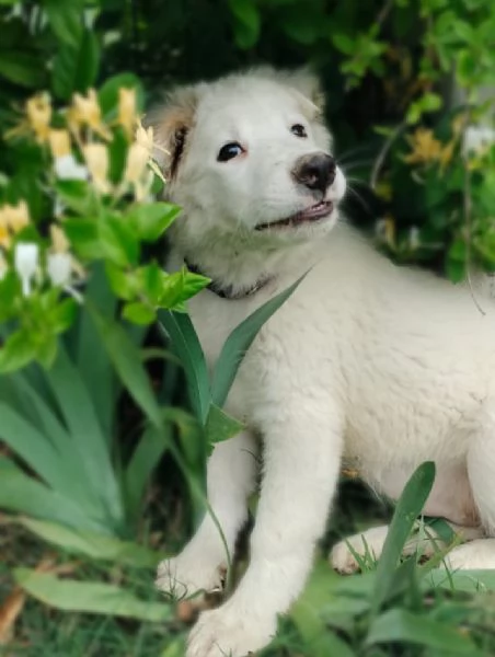 Oliver e cuccioli di 4 mesi cercano casa  | Foto 2