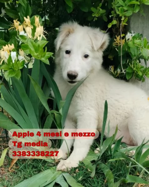 Oliver e cuccioli di 4 mesi cercano casa  | Foto 1