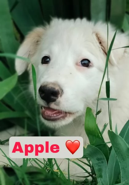Oliver e cuccioli di 4 mesi cercano casa  | Foto 0