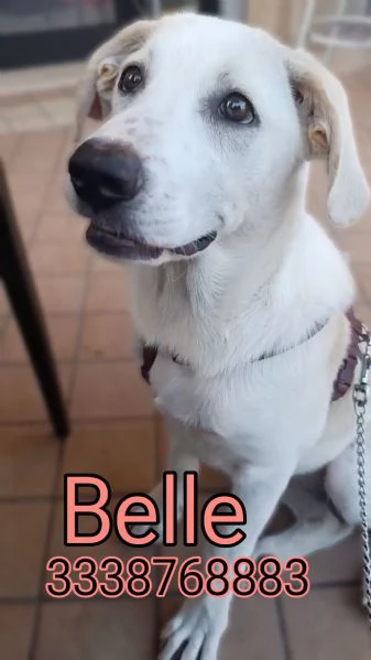 Belle cucciola di 5 mesi mix Labrador cerca casa  | Foto 6