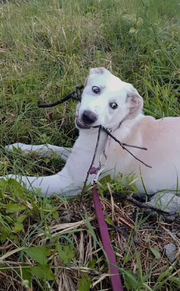 Belle cucciola di 5 mesi mix Labrador cerca casa  | Foto 5